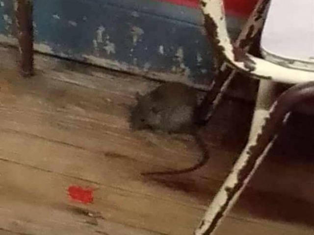 La primaria de Normal sin clases por presencia de ratas